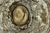 Polished, Cambrian Stromatolite (Conophyton) - Australia #130640-1
